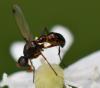 Sepsis thoracica